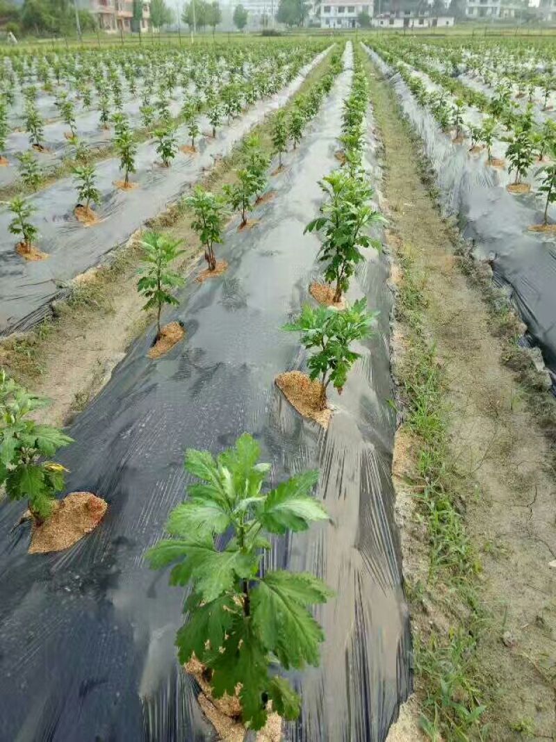 金丝皇菊茶一级