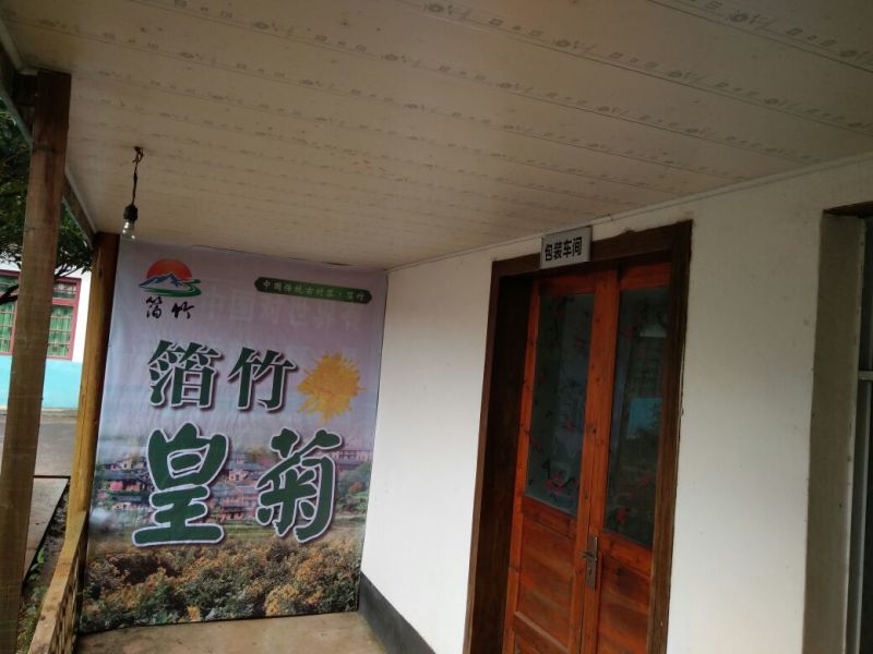 金丝皇菊茶一级