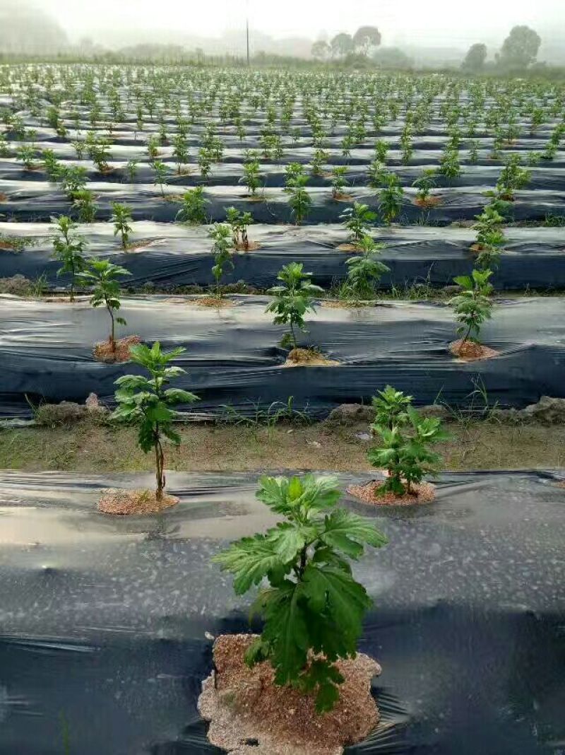 金丝皇菊茶一级