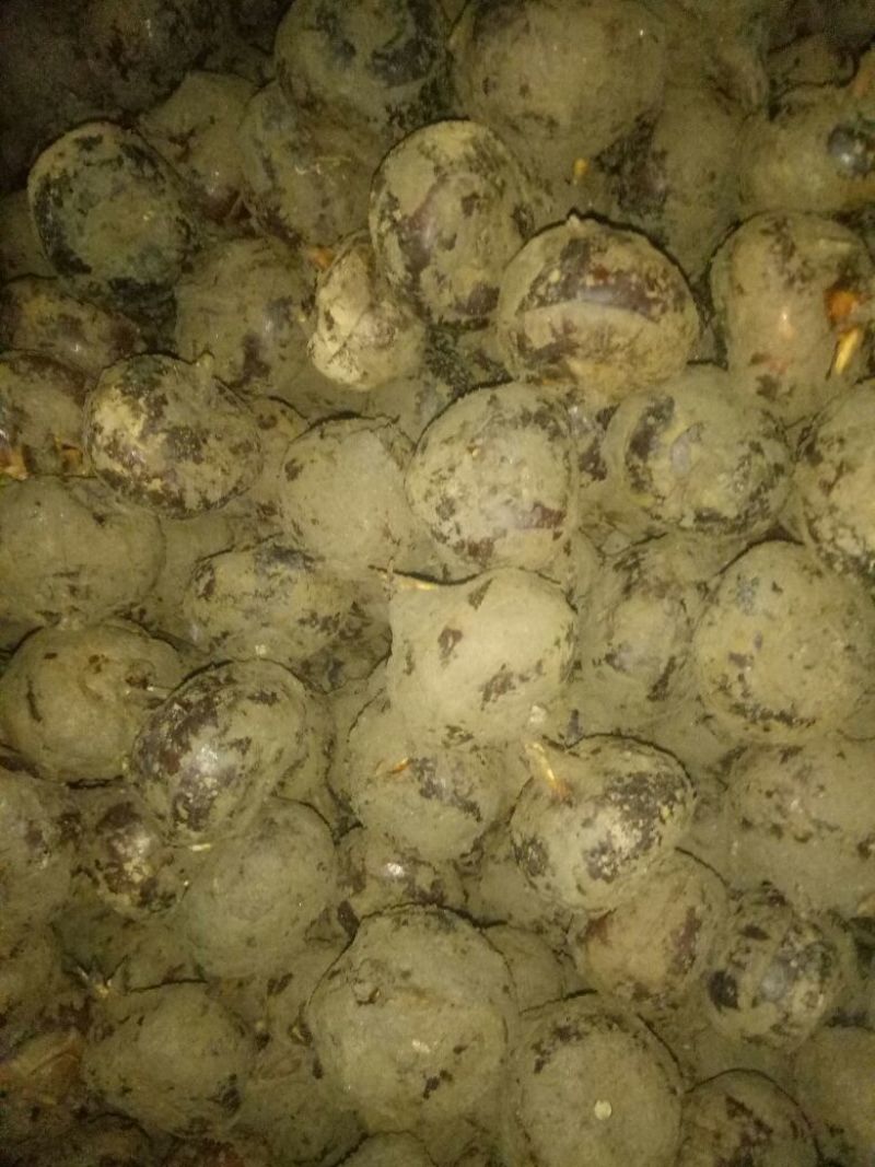乐昌马蹄，正宗水果马蹄