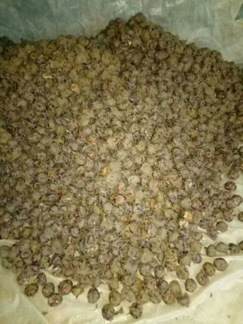 乐昌马蹄，正宗水果马蹄