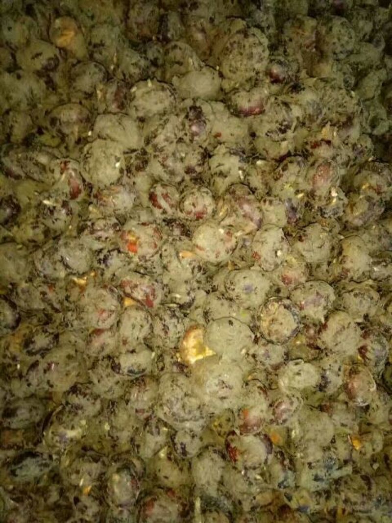 乐昌马蹄，正宗水果马蹄