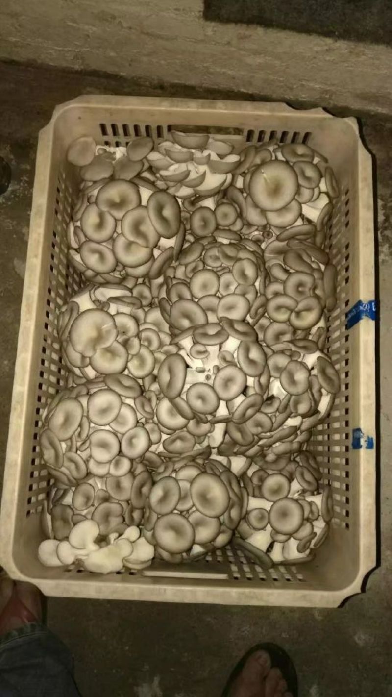 鲜平菇厚7~10cm黑色