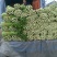 芹菜万亩大棚优知芹菜基地，欢迎客户前来采购。