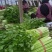 芹菜万亩大棚优知芹菜基地，欢迎客户前来采购。