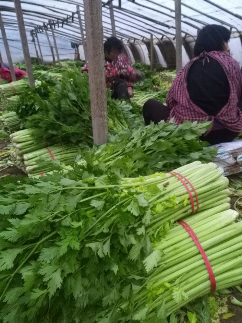 芹菜万亩大棚优知芹菜基地，欢迎客户前来采购。