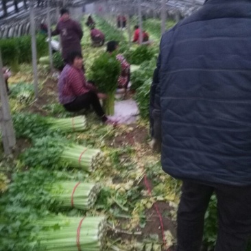 芹菜万亩大棚优知芹菜基地，欢迎客户前来采购。