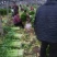 芹菜万亩大棚优知芹菜基地，欢迎客户前来采购。