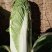 大白菜净菜4~6斤