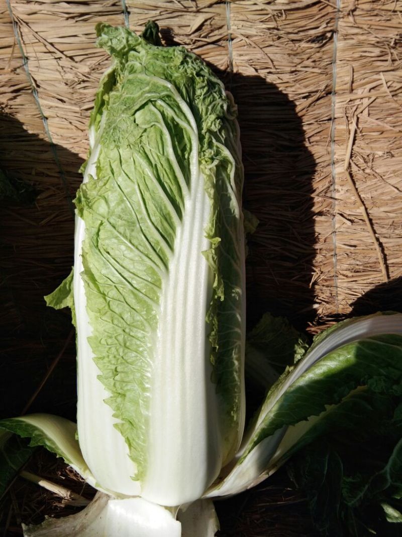 大白菜净菜4~6斤