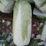 大白菜4~6斤净菜