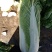 大白菜4~6斤净菜