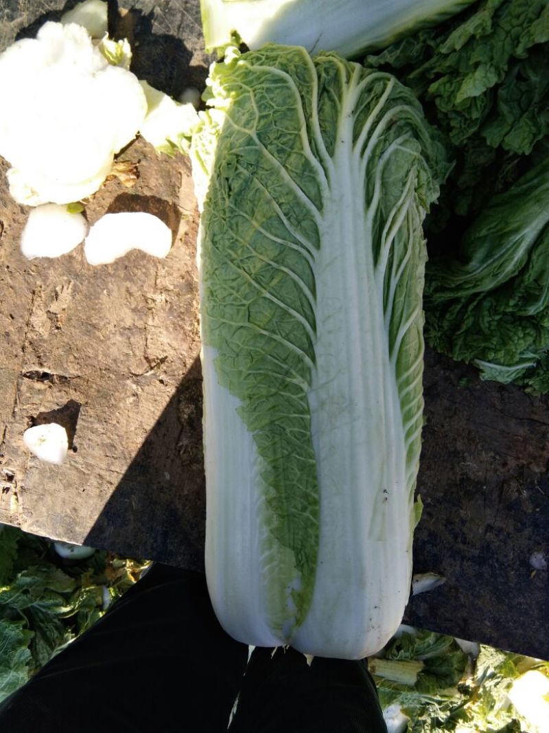 大白菜4~6斤净菜