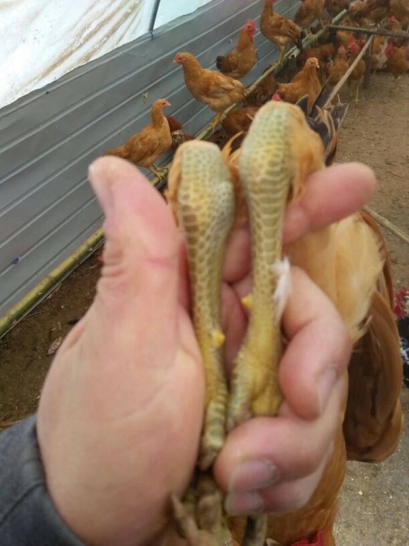 贵妃鸡6~9月