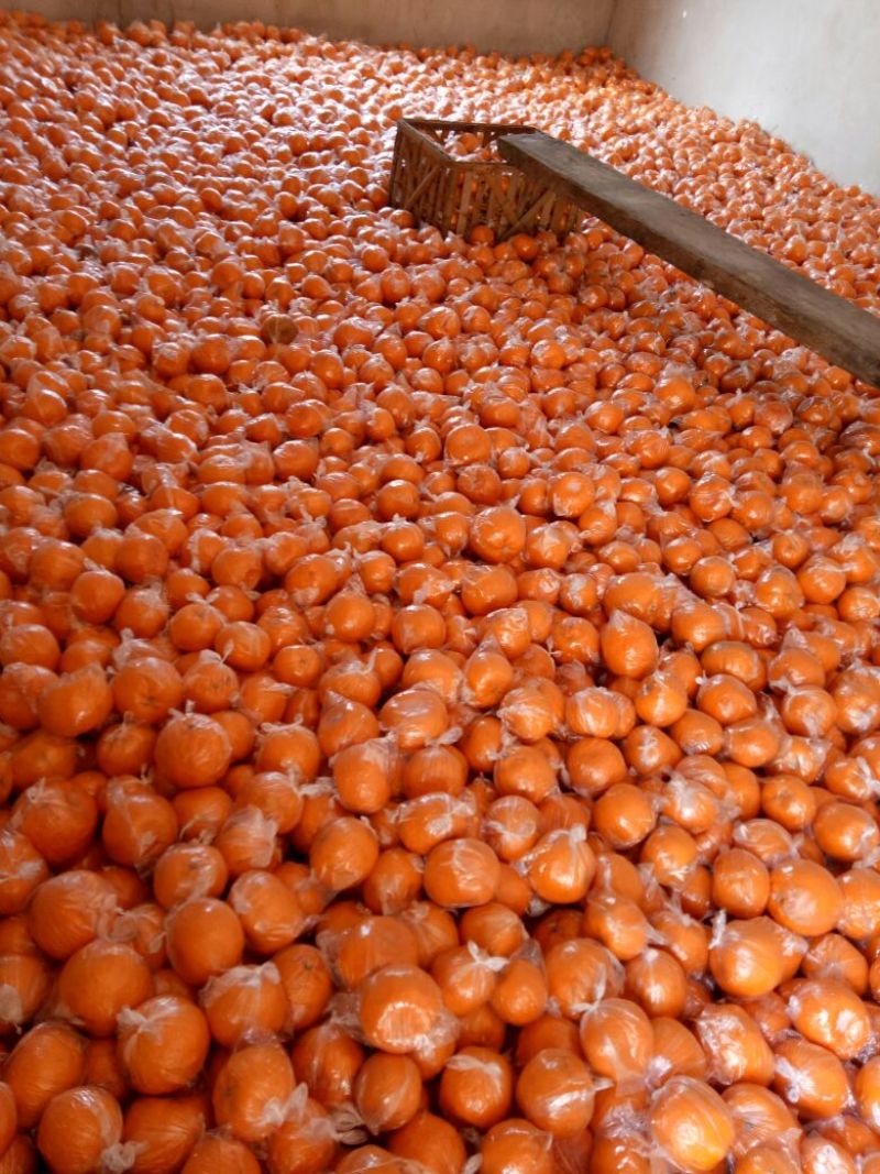 椪柑6.5~75果子，果园直销，没有中间环节。