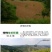 晋谷21号小米合作社自产自销