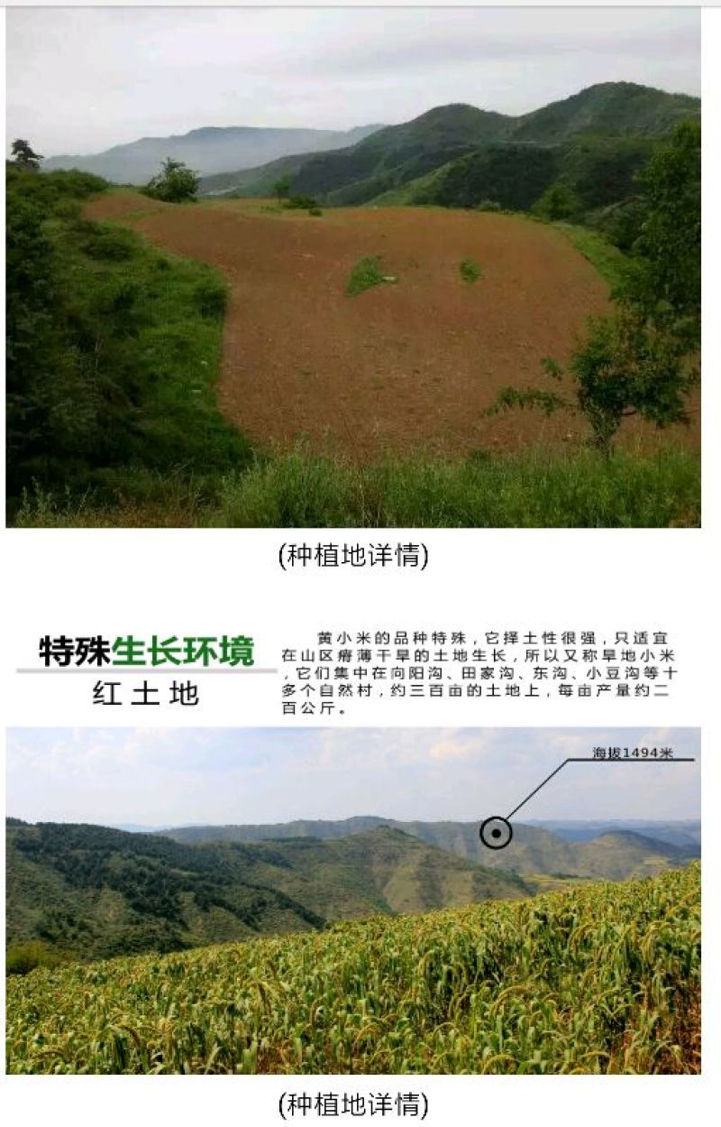 晋谷21号小米合作社自产自销