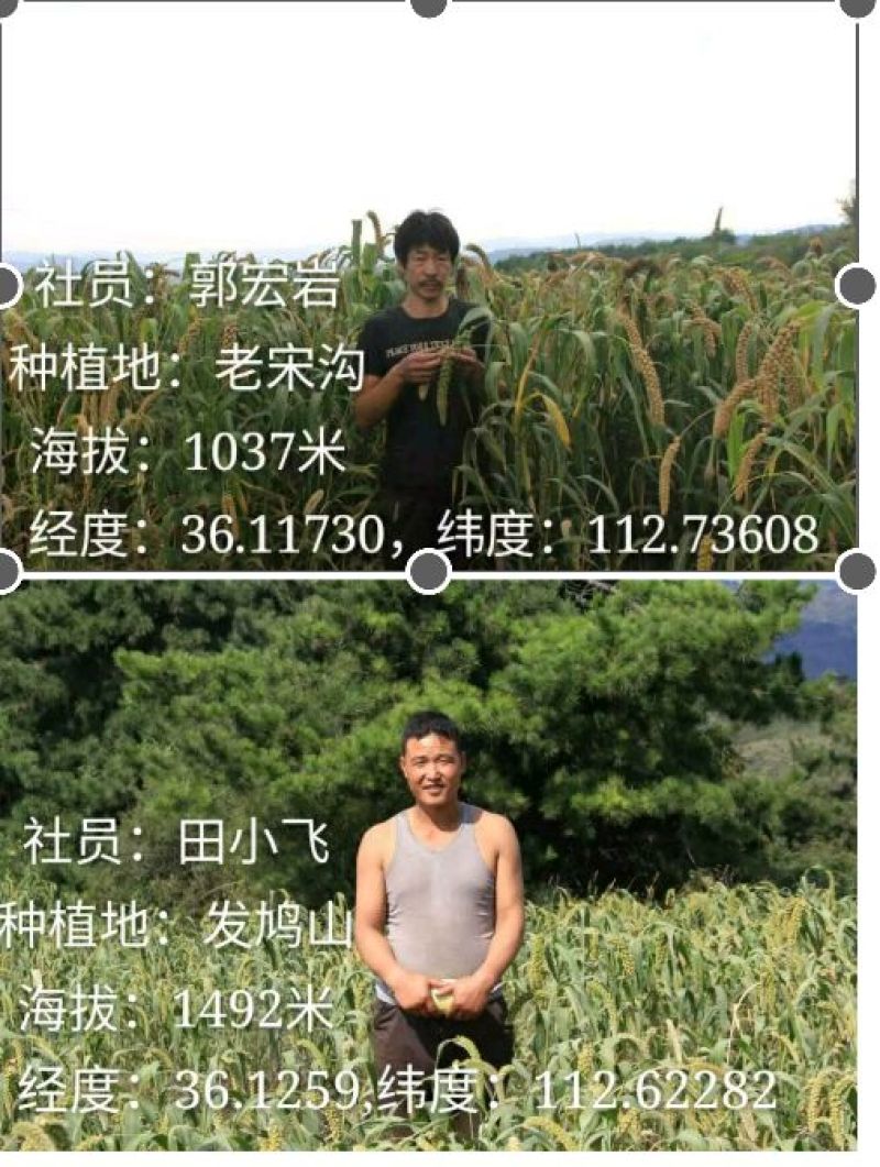 晋谷21号小米合作社自产自销