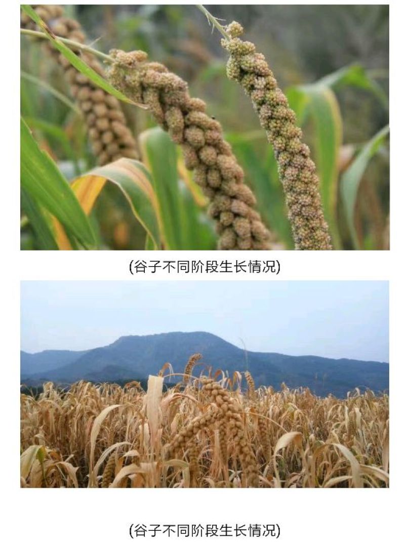 晋谷21号小米合作社自产自销