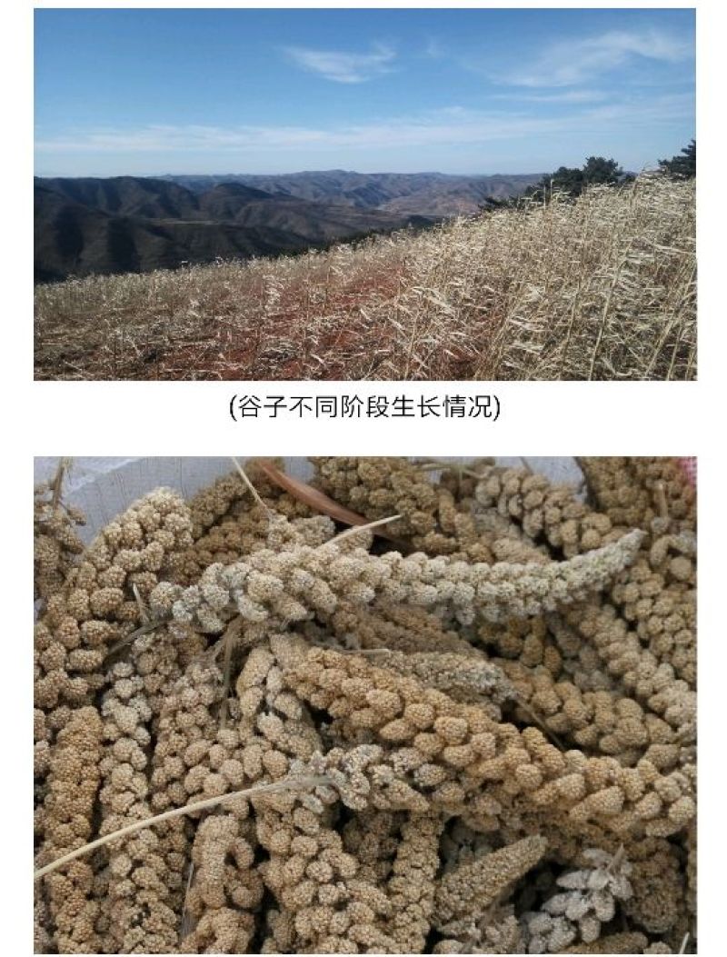 晋谷21号小米合作社自产自销