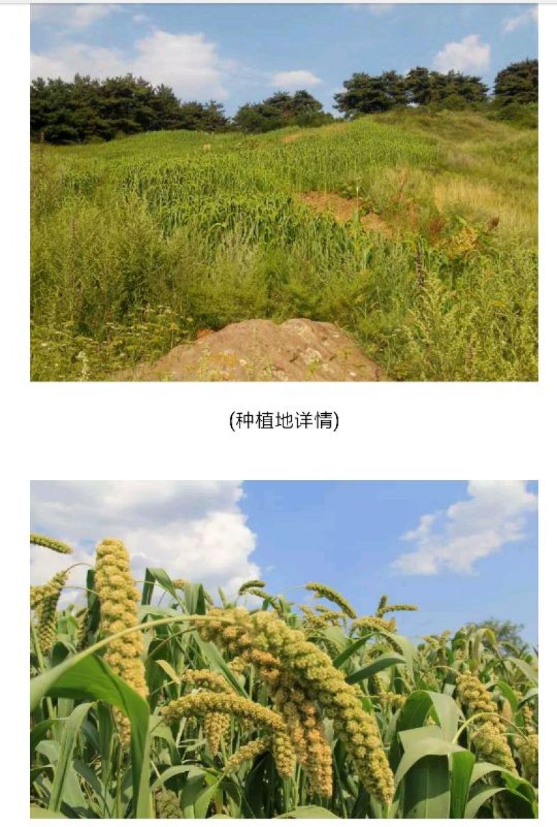 晋谷21号小米合作社自产自销