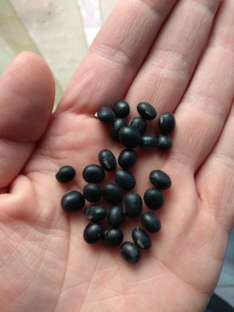 乌皮黄仁豆散装