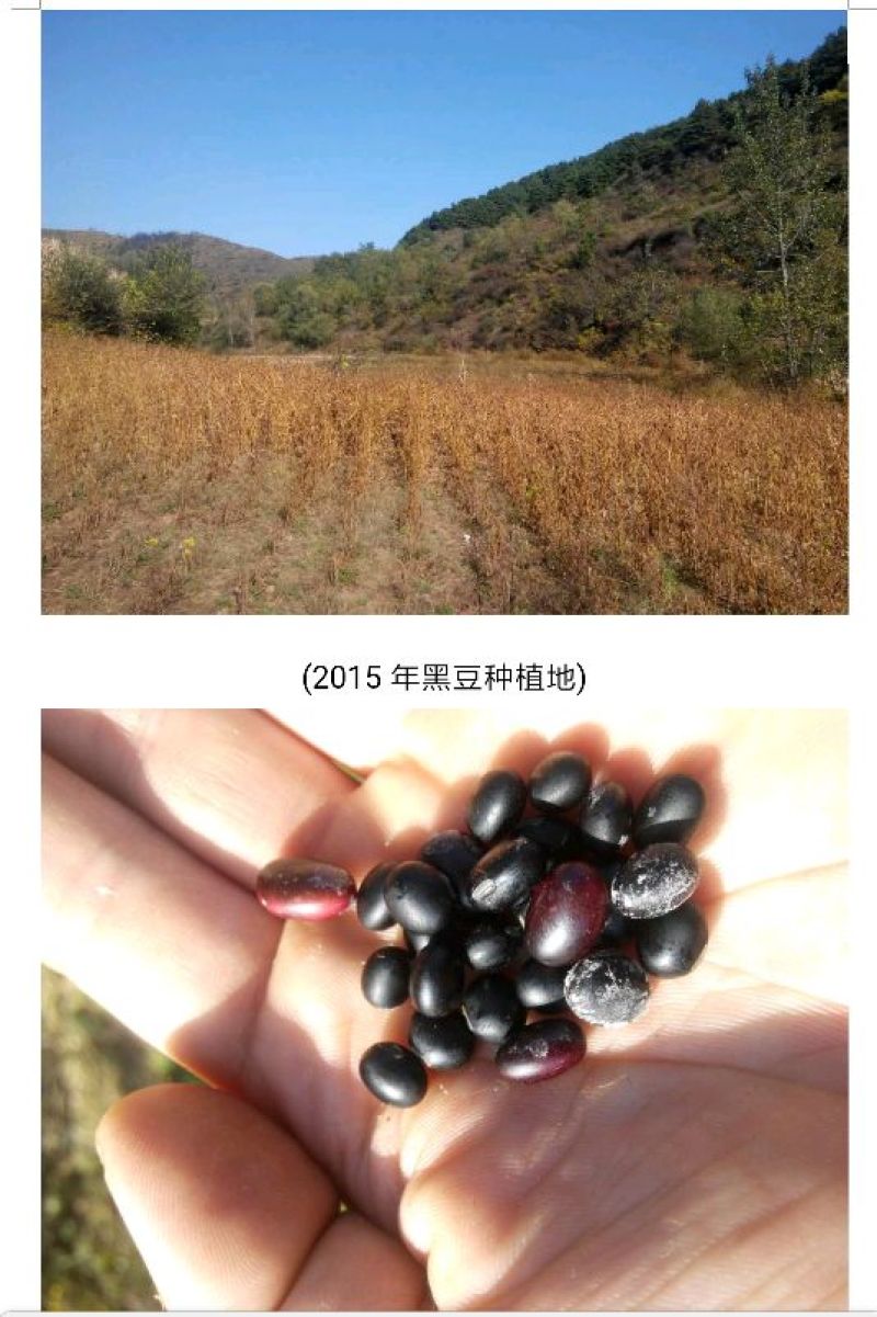 乌皮黄仁豆散装