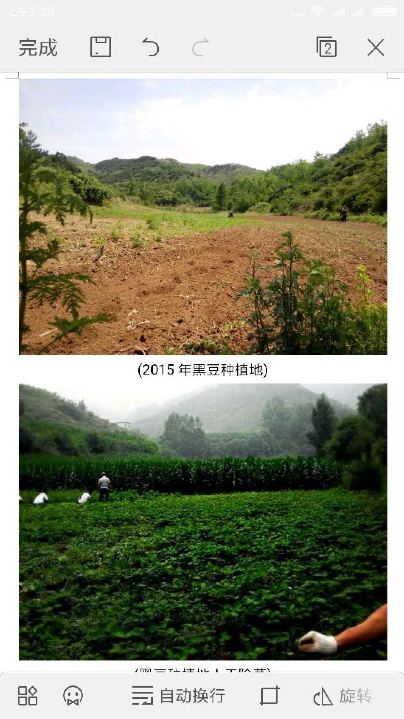 乌皮黄仁豆散装