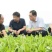 蒲公英叶茶，全道茶叶工序