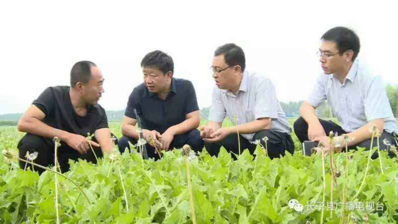 蒲公英叶茶，全道茶叶工序