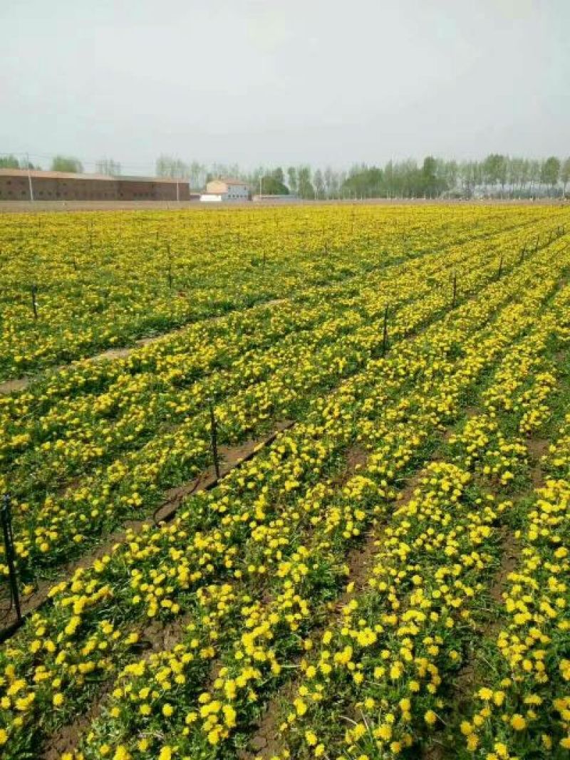 蒲公英叶茶，全道茶叶工序
