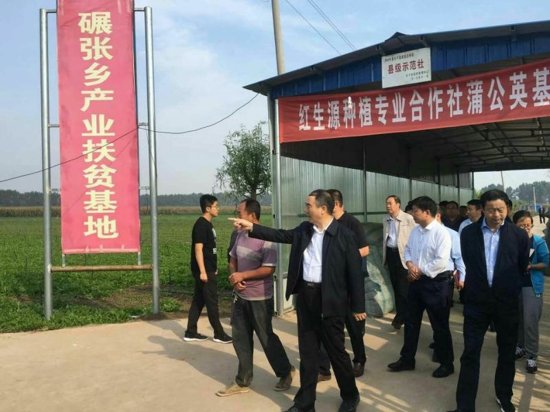 蒲公英叶茶，全道茶叶工序
