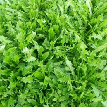 蒲公英叶茶，全道茶叶工序