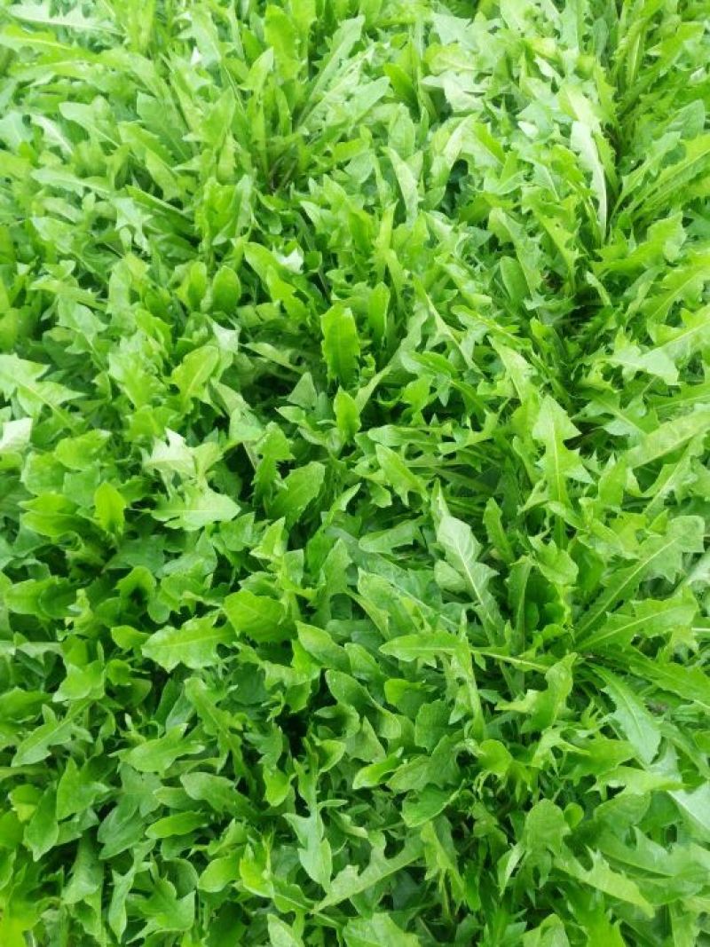 蒲公英叶茶，全道茶叶工序