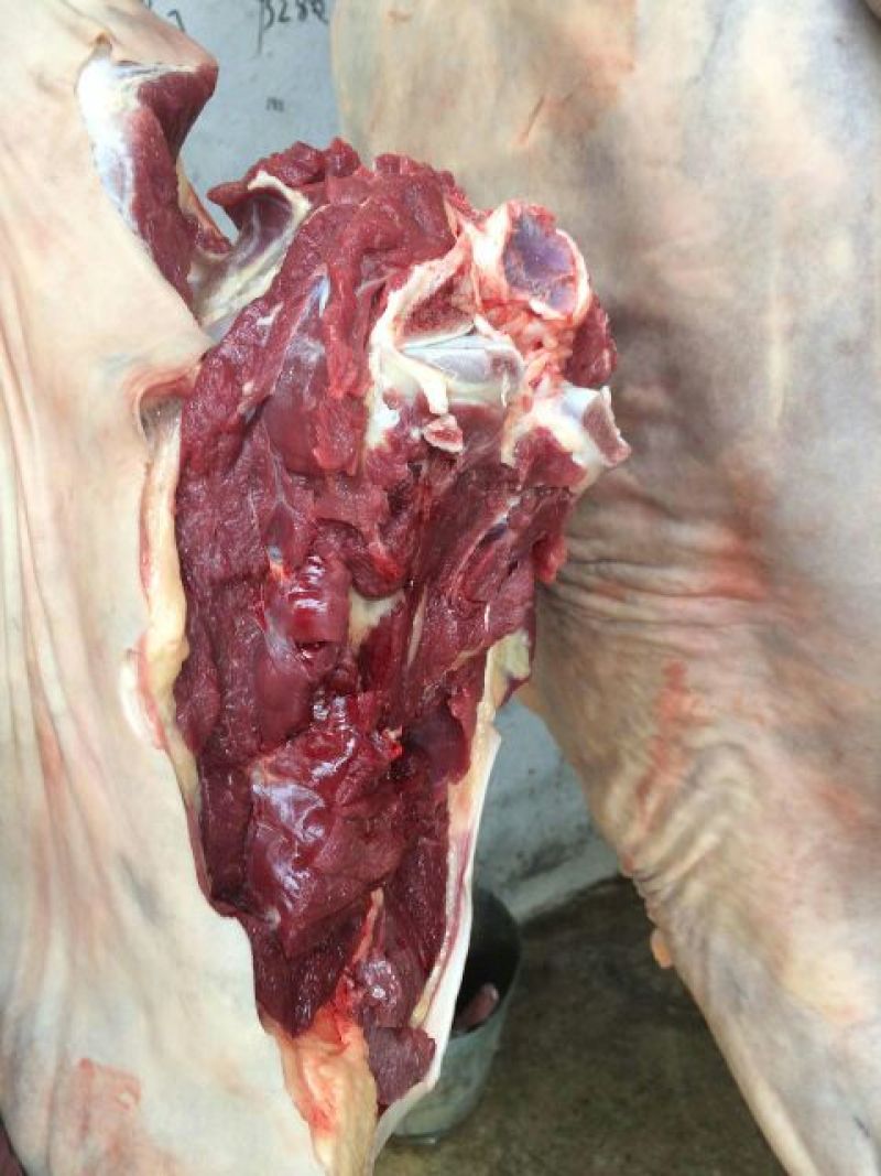 【马肉】优质马肉无注水无掺假现杀现卖全国发货