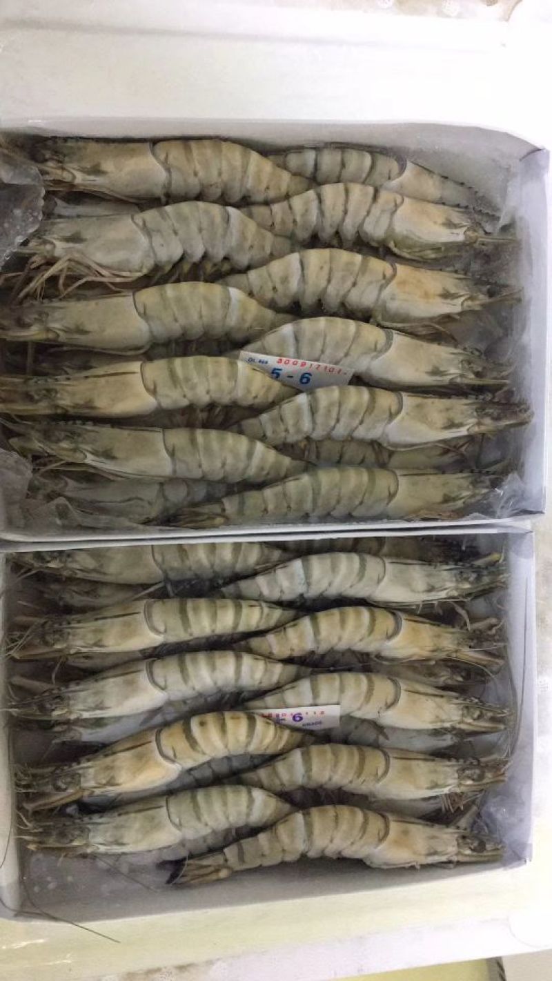 草虾食用冰鲜虾