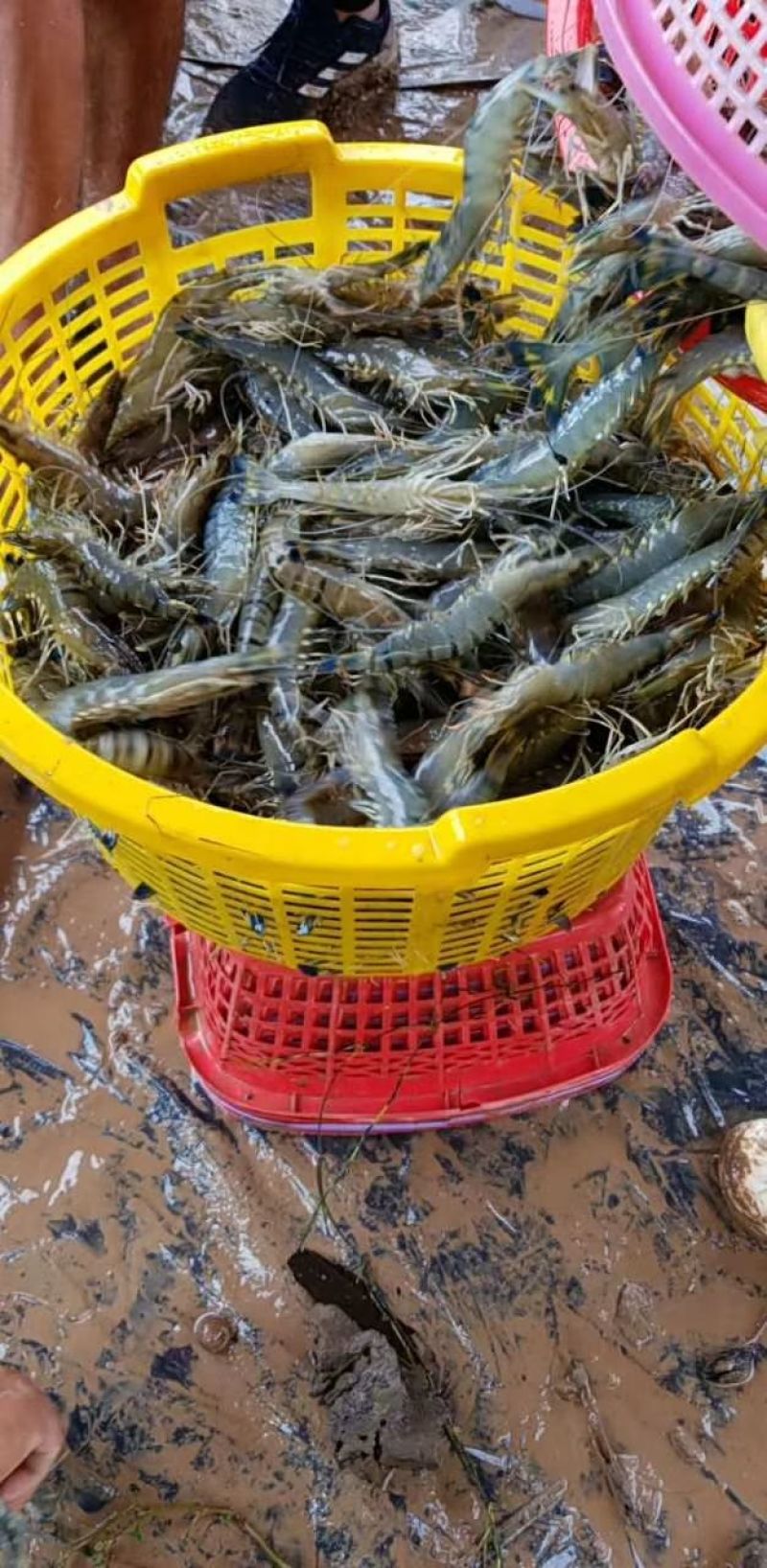 草虾食用冰鲜虾