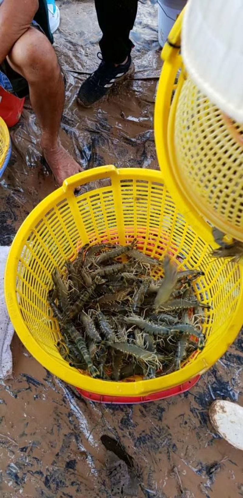 草虾食用冰鲜虾