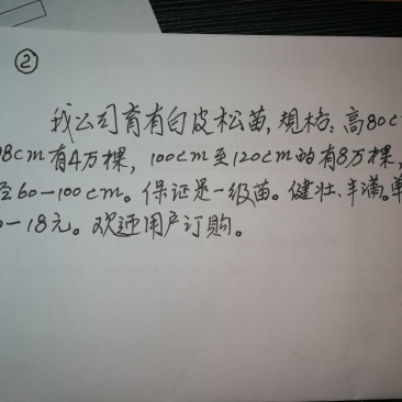 白皮松80~100cm