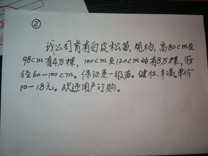 白皮松80~100cm