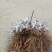 红阳猕猴桃苗嫁接苗0.4~0.6cm30cm以下