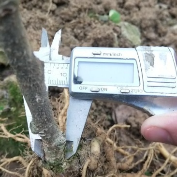 猕猴桃苗实生苗0.6~0.8cm30~35cm