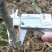 猕猴桃苗实生苗0.6~0.8cm30~35cm