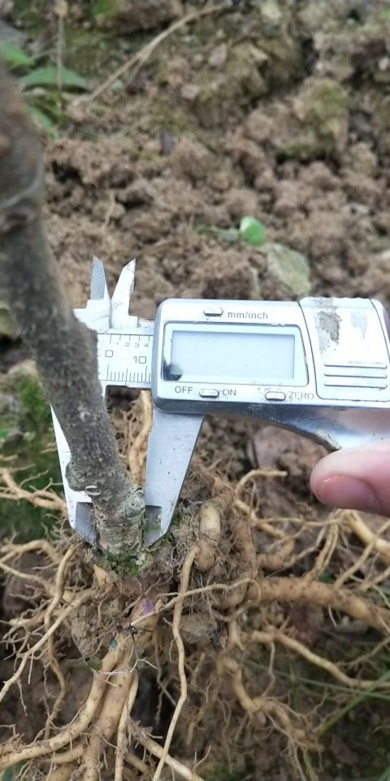 猕猴桃苗实生苗0.6~0.8cm30~35cm