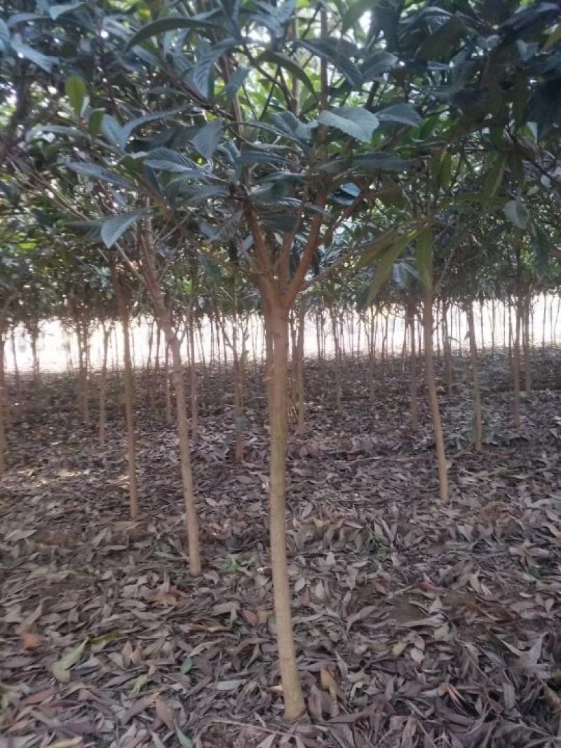 枇杷树10cm以下