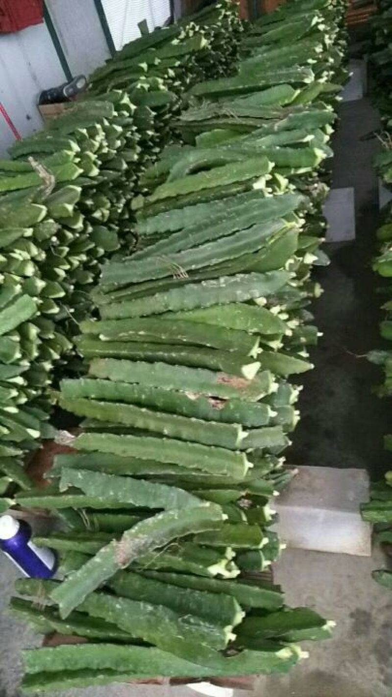 金都一号火龙果苗60～80cm