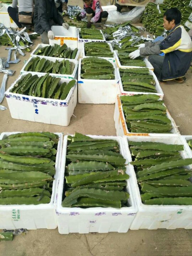 金都一号火龙果苗60～80cm