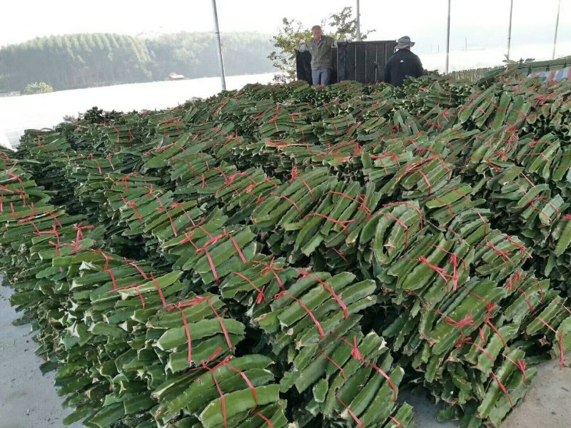 金都一号火龙果苗60～80cm