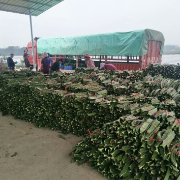金都一号火龙果苗60～80cm