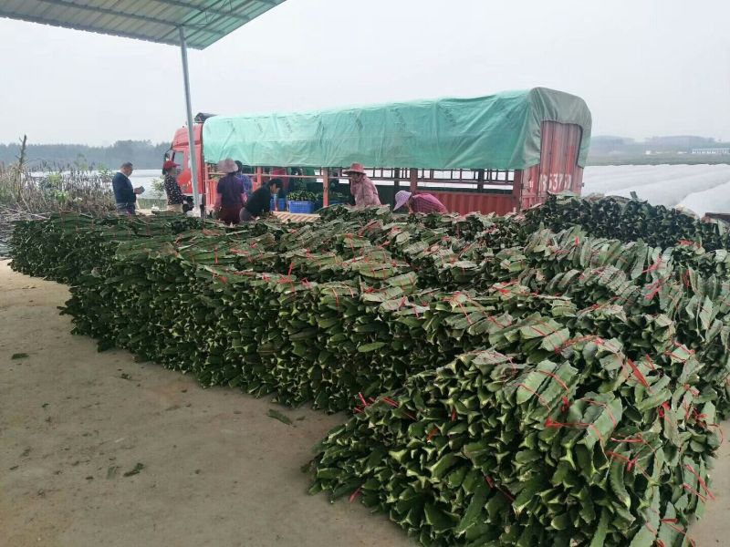 金都一号火龙果苗60～80cm